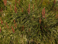 Pinus densiflora Golden Ghost IMG_3825 Sosna gęstokwiatowa